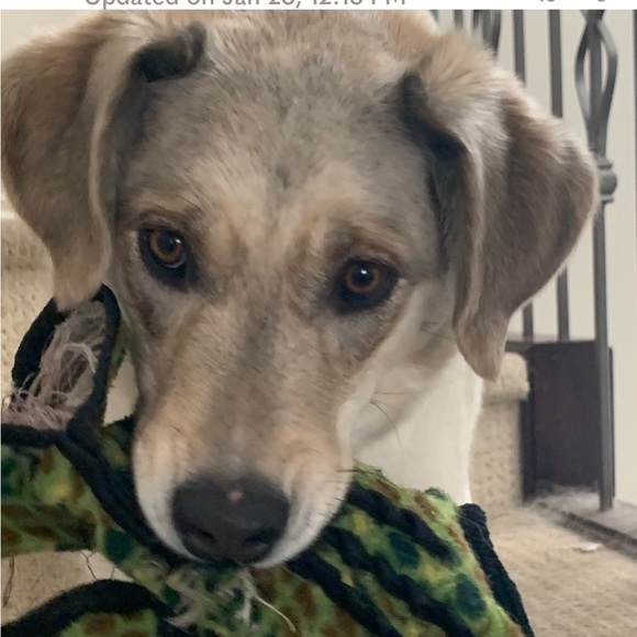 Meet, Suhla. She’s the one in the front & the boss along with the sparkle 🦋💖 - Picture 3 of 5